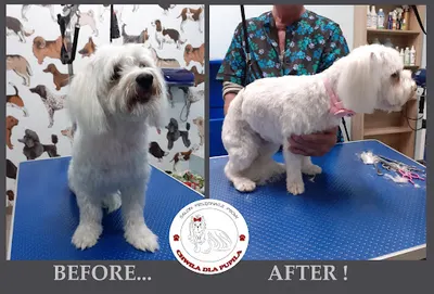 Chwila Dla Pupila Białystok Salon pielęgnacji psów Groomer Strzyżenie psów